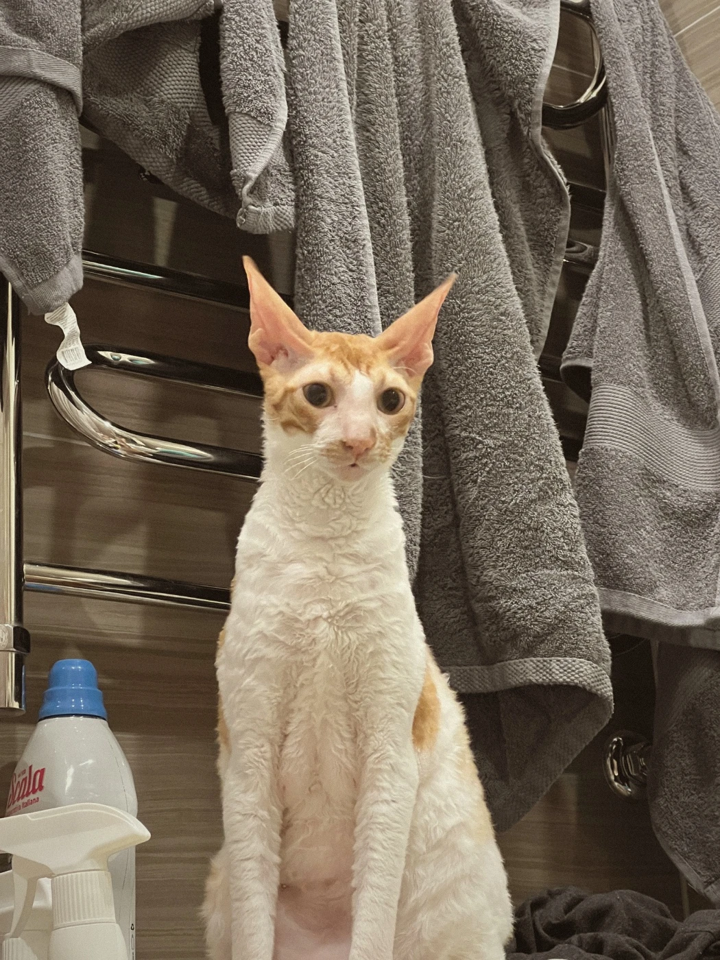 Всратый котц